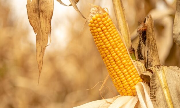 Crop Shifting And Drought-resistant Crops | The Great Salt Lake:…