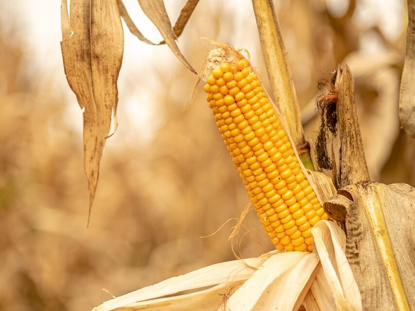 Crop Shifting And Drought-resistant Crops | The Great Salt Lake:…