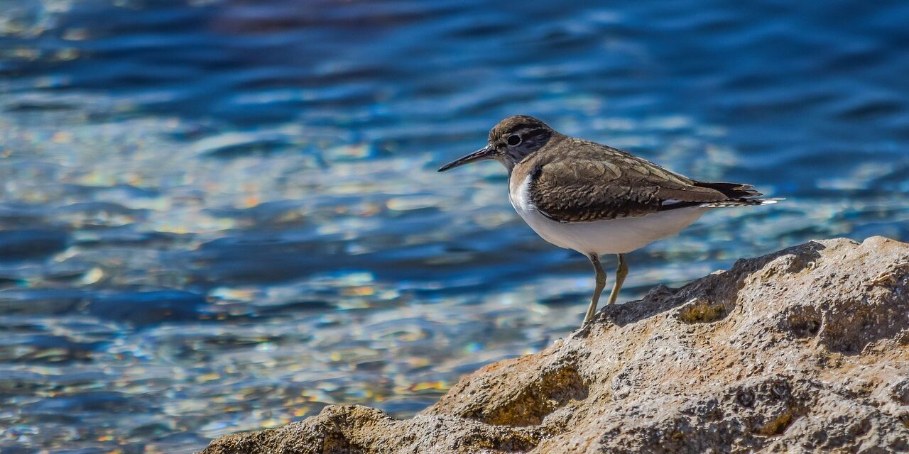 Effects On Local Wildlife And Ecosystems » The Great Salt…