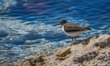 Effects On Local Wildlife And Ecosystems » The Great Salt…