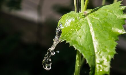 Efficient Irrigation Systems For Farms | The Great Salt Lake:…