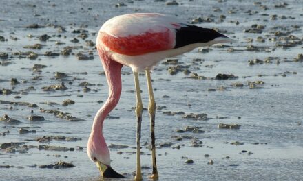 Overview Of The Great Salt Lake And Its Importance /…