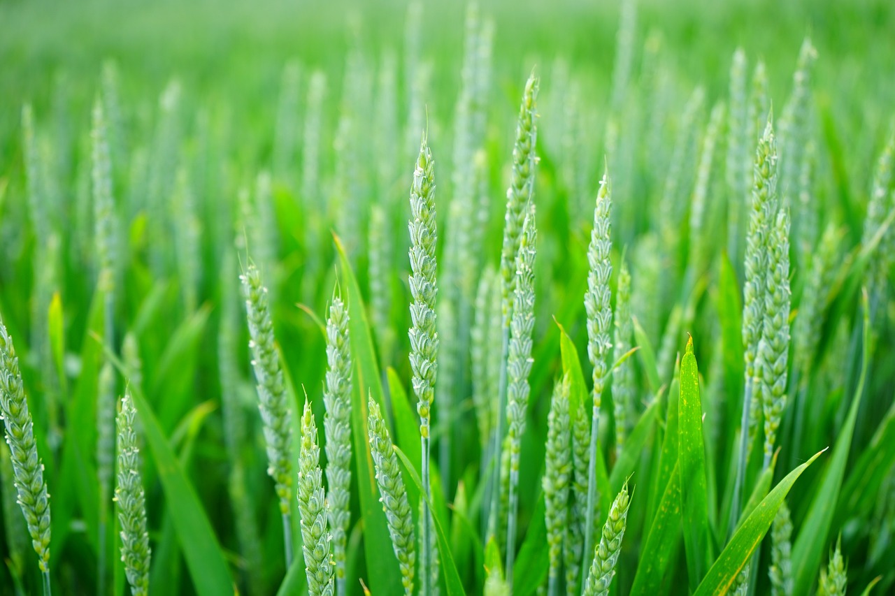 Smart Irrigation Technology For Agriculture ~ The Great Salt Lake:…