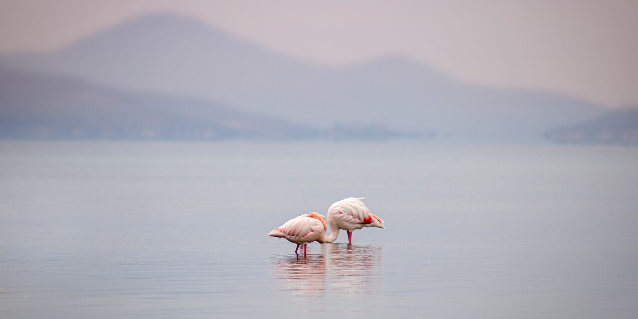 Causes Of Water Shortages » The Great Salt Lake: A…