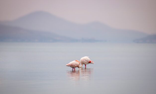 Causes Of Water Shortages » The Great Salt Lake: A…