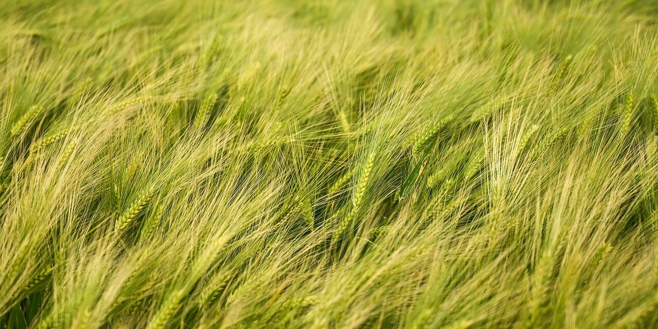 Crop Shifting And Drought-resistant Crops | The Great Salt Lake:…