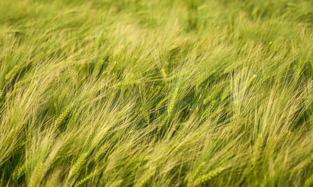 Crop Shifting And Drought-resistant Crops | The Great Salt Lake:…