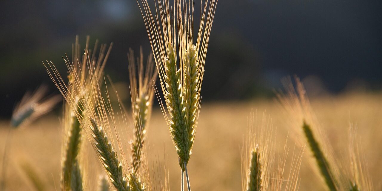 Crop Shifting And Drought-resistant Crops / The Great Salt Lake:…