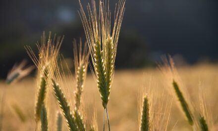 Crop Shifting And Drought-resistant Crops / The Great Salt Lake:…