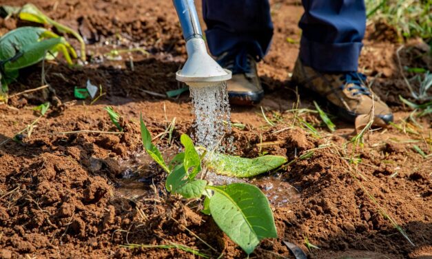 Drip Irrigation Solutions For Gardens: The Great Salt Lake: A…