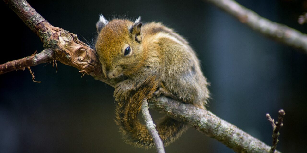 Effects On Local Wildlife And Ecosystems / The Great Salt…