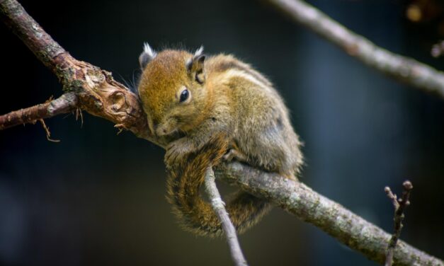 Effects On Local Wildlife And Ecosystems / The Great Salt…