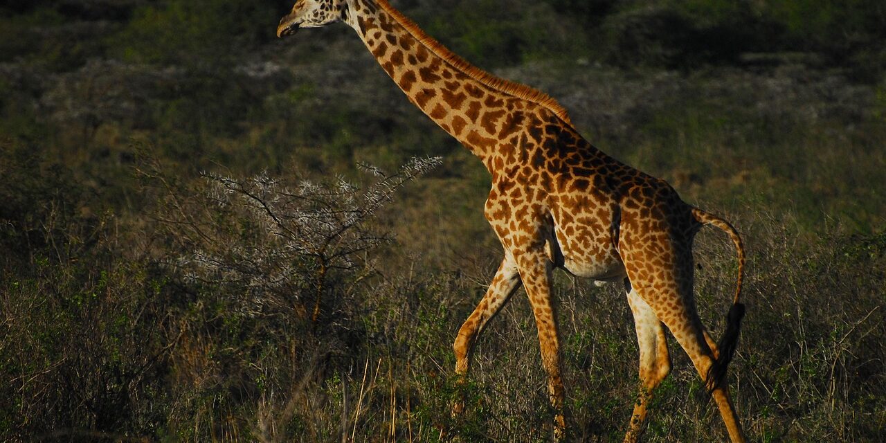 Effects On Local Wildlife And Ecosystems / The Great Salt…