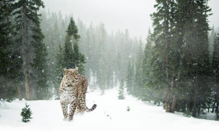 Effects On Local Wildlife And Ecosystems / The Great Salt…