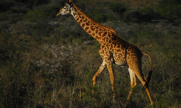 Effects On Local Wildlife And Ecosystems / The Great Salt…