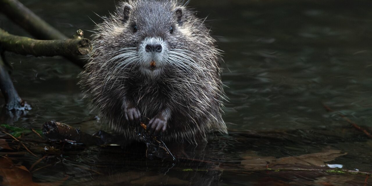 Effects On Local Wildlife And Ecosystems: The Great Salt Lake:…