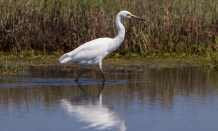 Great Salt Lake » The Great Salt Lake: A Balancing…