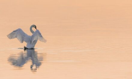 Water Shortage | The Great Salt Lake: A Thirsty Sea…
