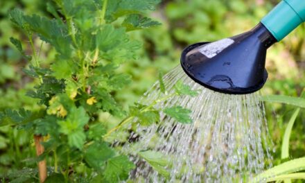 Water-efficient Irrigation Techniques: The Great Salt Lake: A Sea Of…