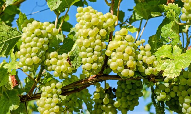 Water Scarcity Solutions For Agriculture | The Great Salt Lake:…
