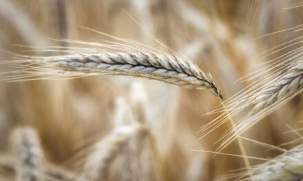 Crop Shifting And Drought-resistant Crops / The Great Salt Lake:…