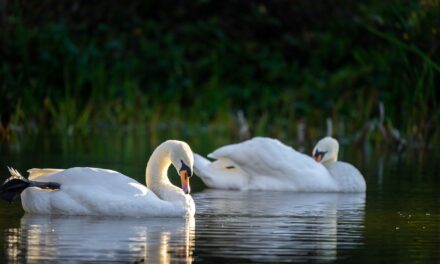 Current State Of The Lake And The Impact Of Water…