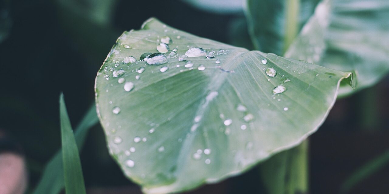 Drip Irrigation Solutions For Gardens » The Great Salt Lake:…