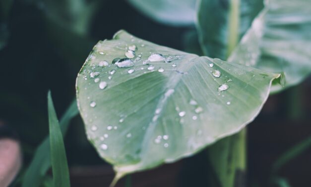 Drip Irrigation Solutions For Gardens » The Great Salt Lake:…