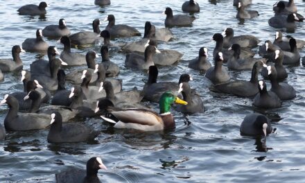 Ecological Research And Monitoring: Cover Ongoing Research And Monitoring Efforts…