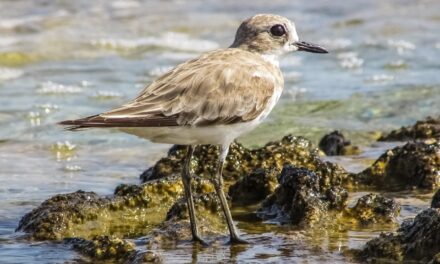 Effects On Local Wildlife And Ecosystems / The Great Salt…