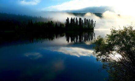 Effects On Local Wildlife And Ecosystems | The Great Salt…