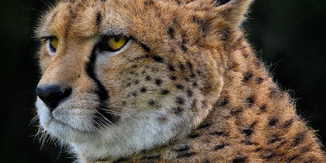 Effects On Local Wildlife And Ecosystems ~ The Great Salt…