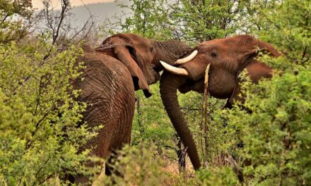 Effects On Local Wildlife And Ecosystems / The Great Salt…