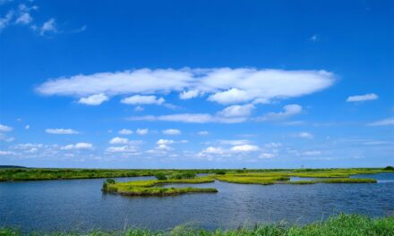 Effects On Local Wildlife And Ecosystems – The Great Salt…