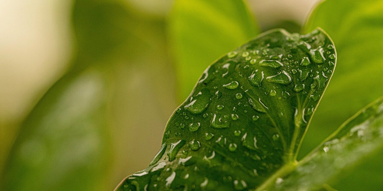 Examples Of Successful Water Management Projects In Similar Environments: The…