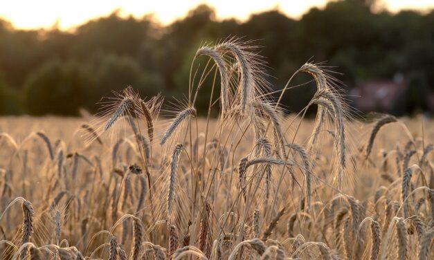 Crop Shifting And Drought-resistant Crops » The Great Salt Lake:…