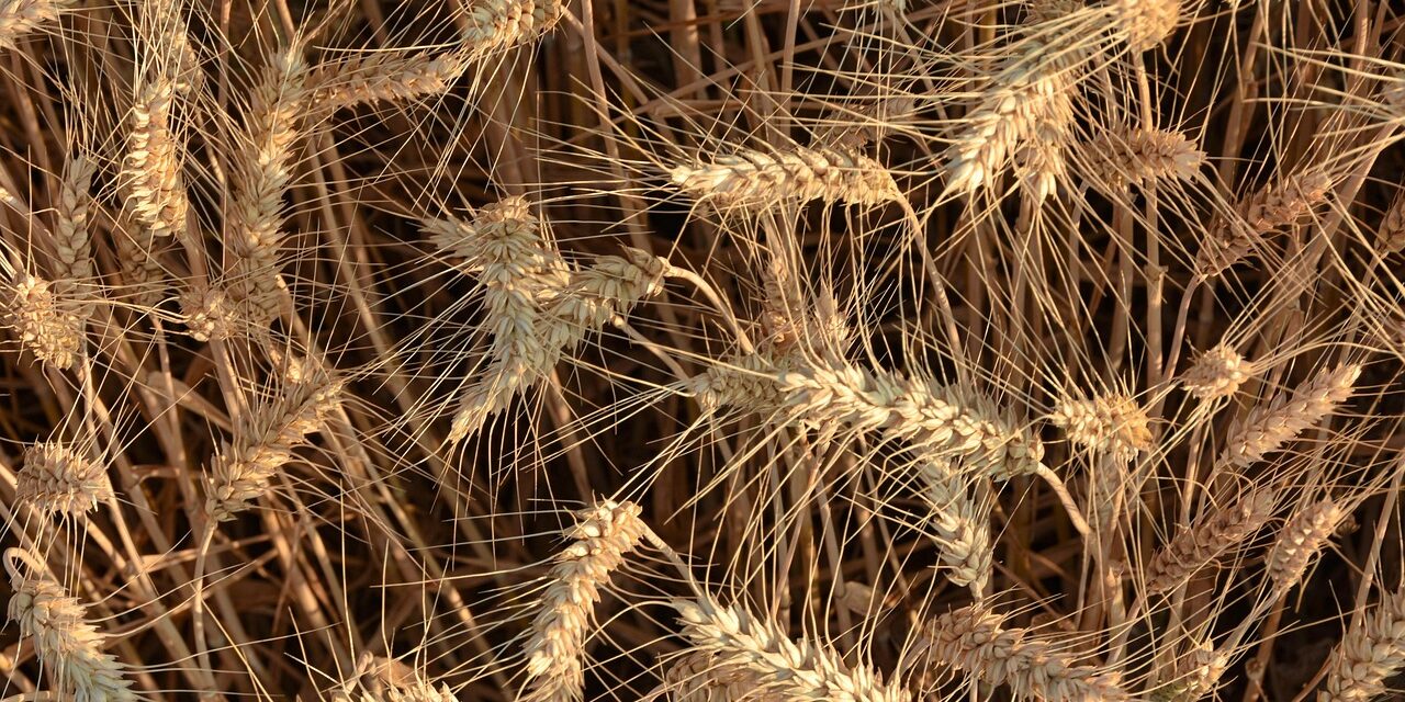 Crop Shifting And Drought-resistant Crops / The Great Salt Lake:…