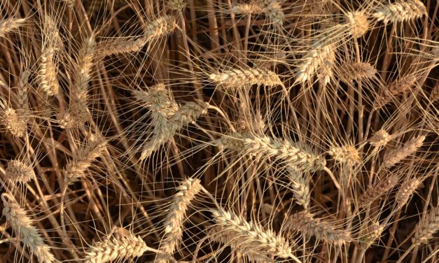 Crop Shifting And Drought-resistant Crops / The Great Salt Lake:…