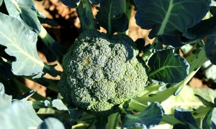 Crop Shifting And Drought-resistant Crops | The Great Salt Lake:…