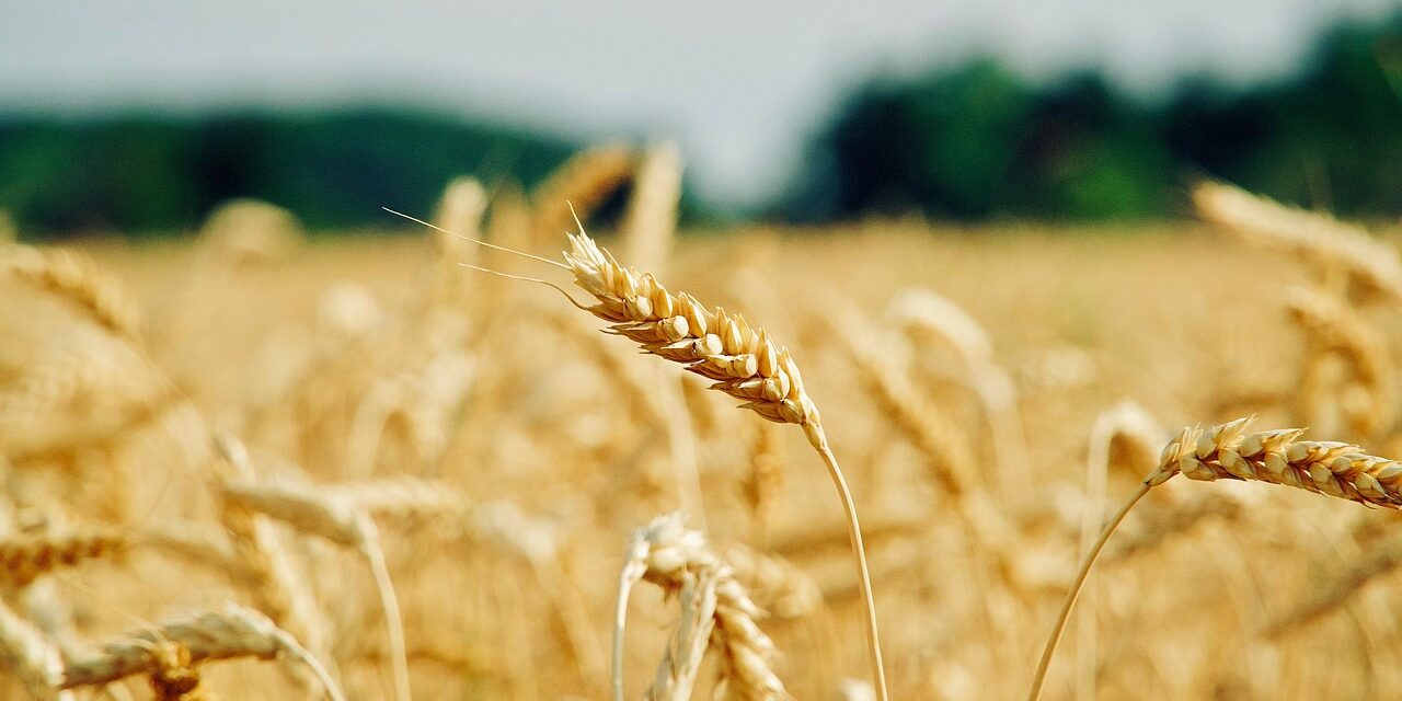 Crop Shifting And Drought-resistant Crops: The Great Salt Lake: A…