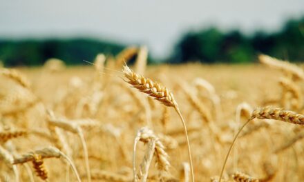Crop Shifting And Drought-resistant Crops: The Great Salt Lake: A…