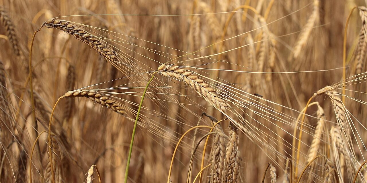 Crop Shifting And Drought-resistant Crops / The Great Salt Lake:…