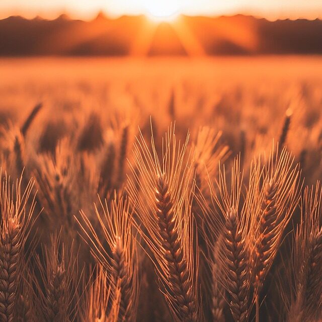 Crop Shifting And Drought-resistant Crops ~ The Great Salt Lake:…