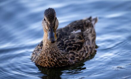 Current State Of The Lake And The Impact Of Water…