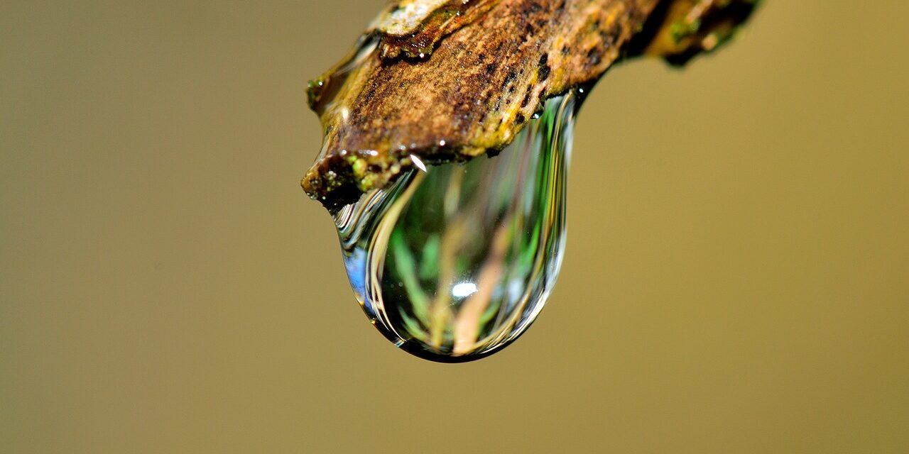 Drip Irrigation Solutions For Gardens: The Great Salt Lake: A…