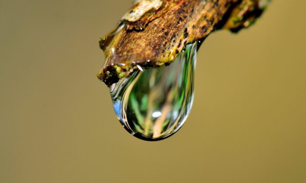 Drip Irrigation Solutions For Gardens: The Great Salt Lake: A…