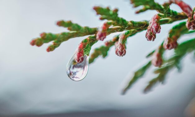 Drip Irrigation Solutions For Gardens | The Great Salt Lake:…