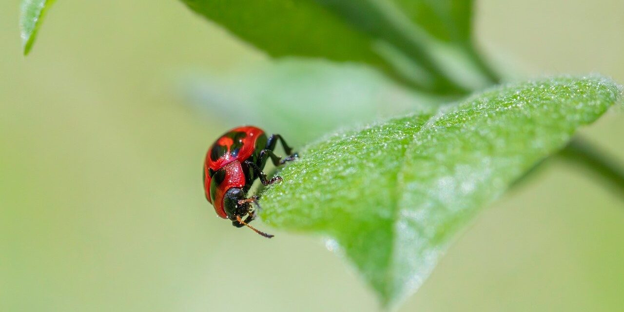 Effects On Local Wildlife And Ecosystems ~ The Great Salt…