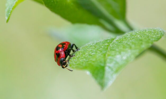 Effects On Local Wildlife And Ecosystems ~ The Great Salt…