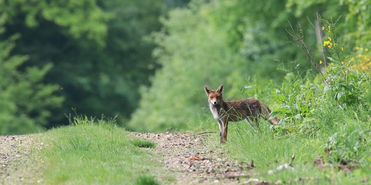 Effects On Local Wildlife And Ecosystems » The Great Salt…